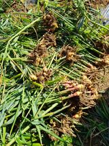 팜모닝 오늘 어떤 농작업하셨나요?·참여글 게시글 이미지