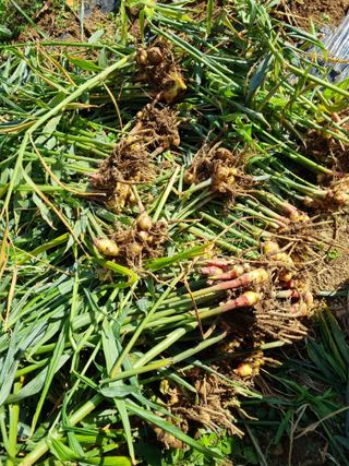 초롱님의 오늘 어떤 농작업하셨나요? · 참여글 작성글 사진