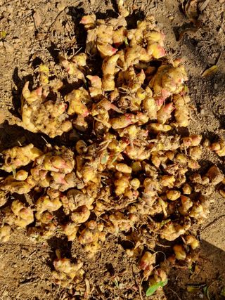 초롱님의 오늘 어떤 농작업하셨나요? · 참여글 작성글 사진