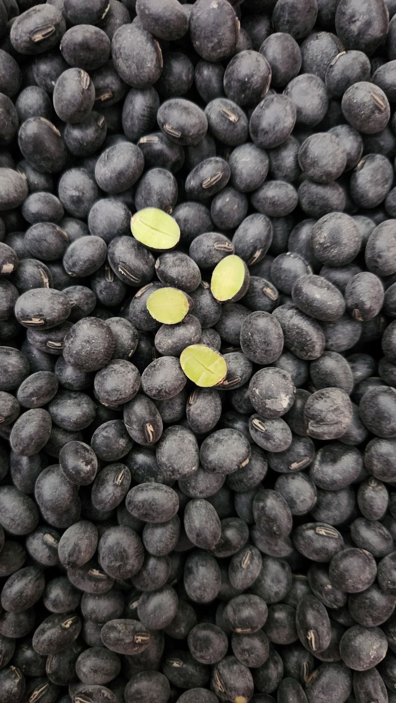 장터 상품 [●서리태(새바람)●] 썸네일