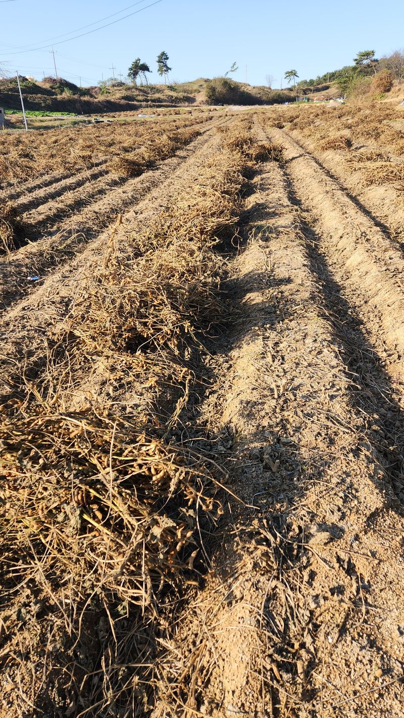 한정수님의 장터 판매 상품 [●서리태(새바람)●] 첨부 사진