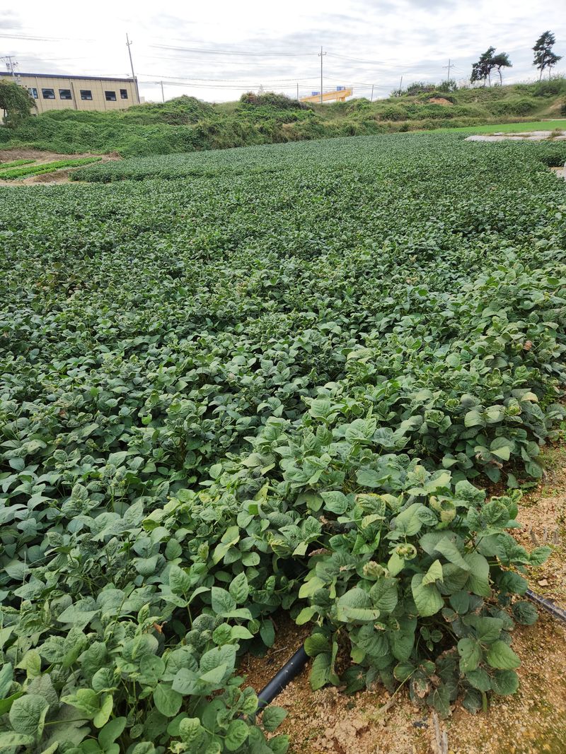 한정수님의 장터 판매 상품 [●서리태(새바람)●] 첨부 사진