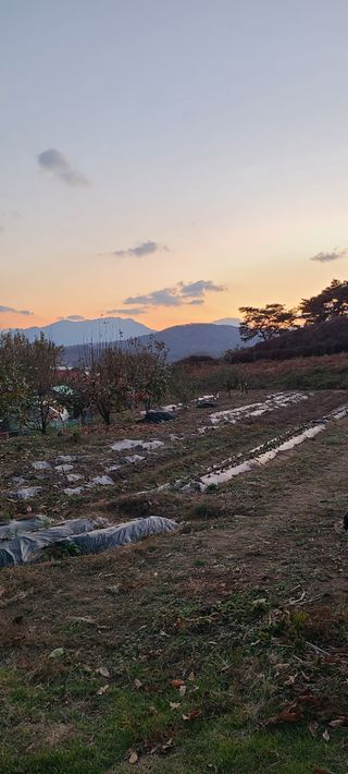 풀잎사랑님의 오늘 어떤 농작업하셨나요? · 참여글 작성글 사진