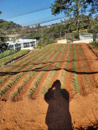 이병희님의 오늘 어떤 농작업하셨나요? · 참여글 작성글 사진