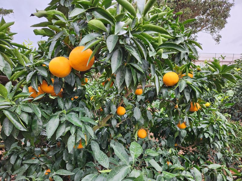 장터 상품 [황금향] 썸네일