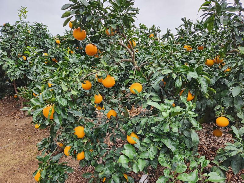 이경율님의 장터 판매 상품 [황금향] 첨부 사진