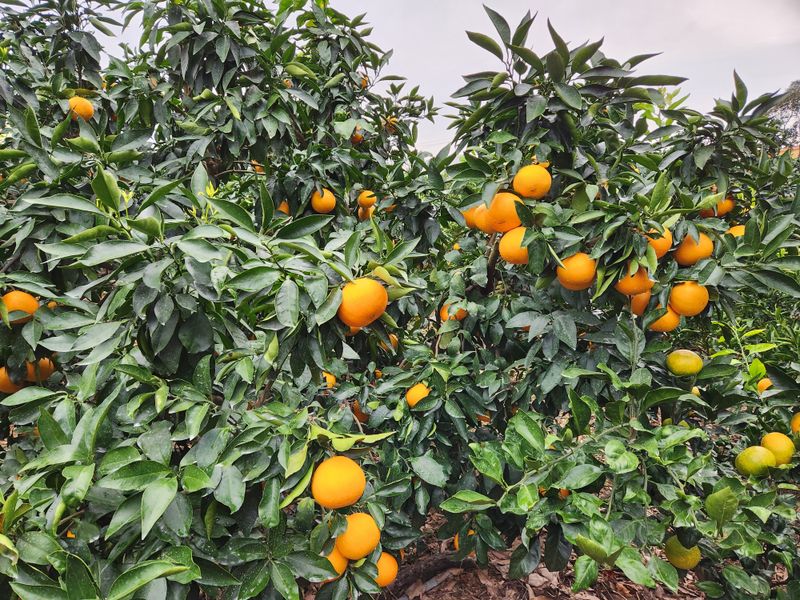 이경율님의 장터 판매 상품 [황금향] 첨부 사진