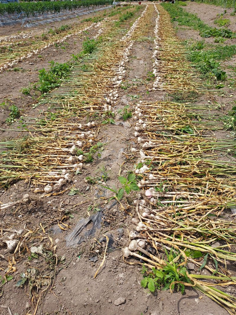 오남현님의 장터 판매 상품 [홍산마늘1접] 첨부 사진