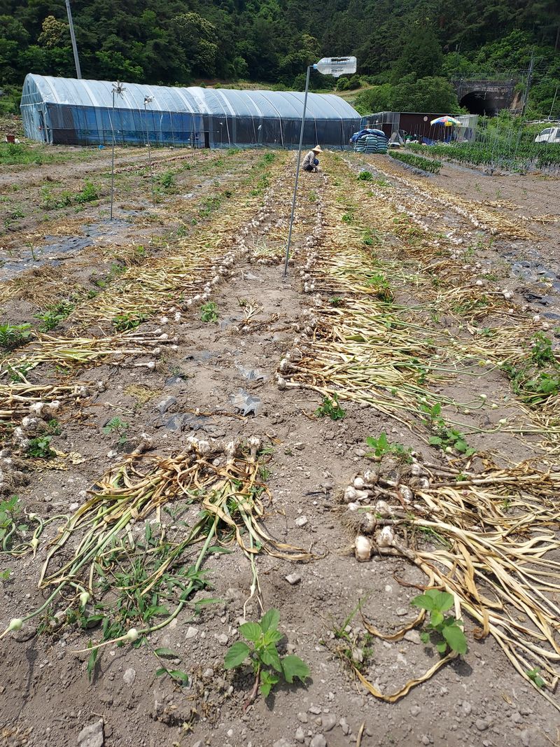 오남현님의 장터 판매 상품 [홍산마늘1접] 첨부 사진