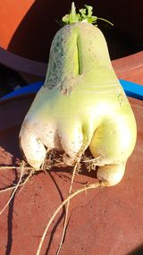 팜모닝 기타작물·병해충상담 게시글 이미지