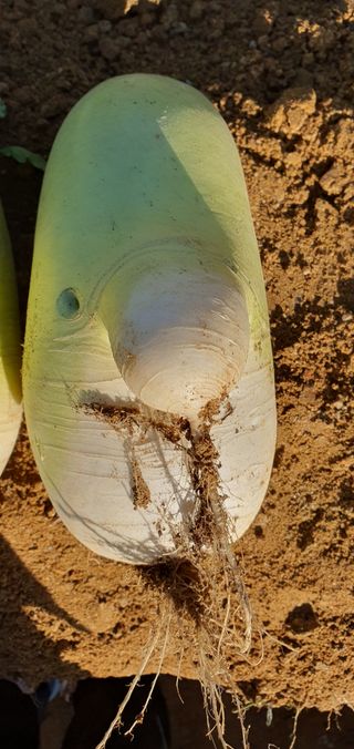 동홍순 님의 기타작물 · 병해충상담 작성글 사진