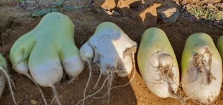 동홍순 님의 기타작물 · 병해충상담 작성글 사진