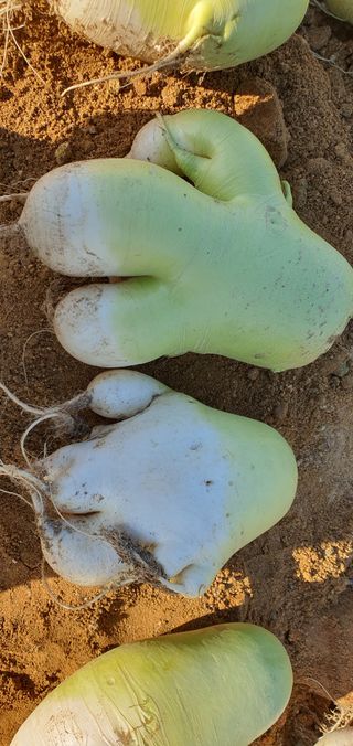 동홍순 님의 기타작물 · 병해충상담 작성글 사진