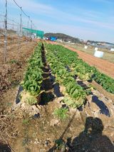 팜모닝 오늘 어떤 농작업하셨나요?·참여글 게시글 이미지