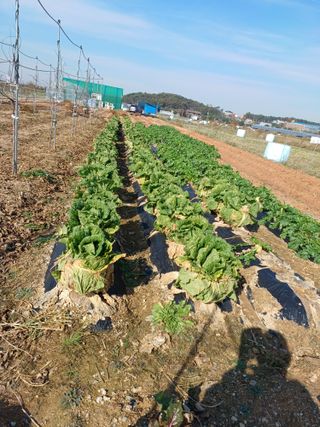 정신옥님의 오늘 어떤 농작업하셨나요? · 참여글 작성글 사진