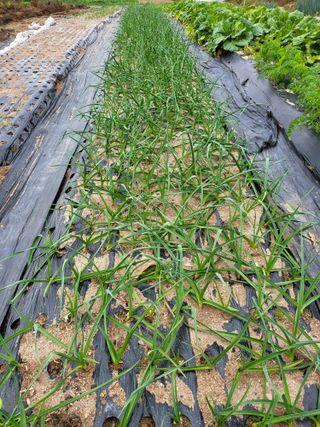 청주농부님의 오늘 어떤 농작업하셨나요? · 참여글 작성글 사진