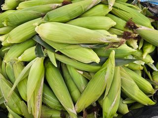 내츄럴팜 채명심님의 옥수수 · 자유게시판 작성글 사진