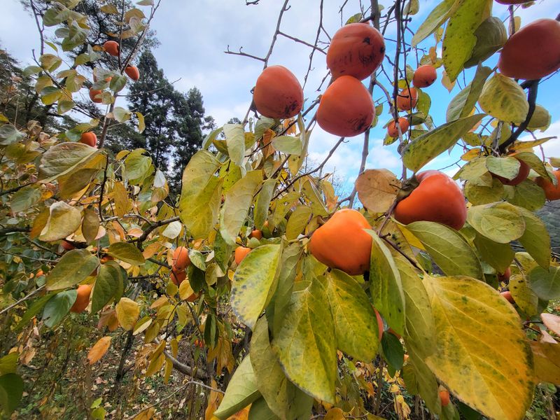 늘푸른농장님의 장터 판매 상품 [판매완료] 첨부 사진