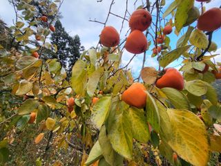 늘푸른농장님의 작성글 사진