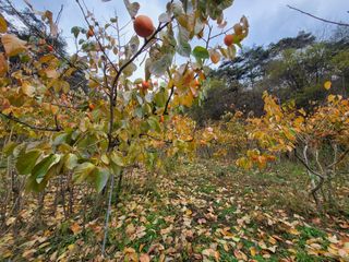 늘푸른농장님의 작성글 사진