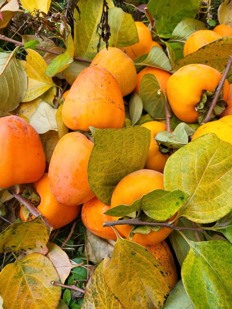 늘푸른농장님의 장터 판매 상품 [판매완료] 첨부 사진