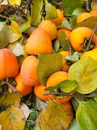 늘푸른농장님의 작성글 사진