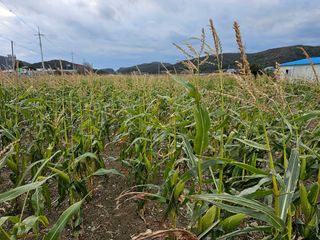 내츄럴팜 채명심님의 오늘 어떤 농작업하셨나요? · 참여글 작성글 사진