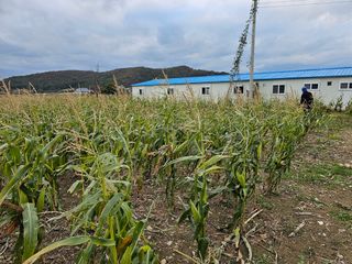 내츄럴팜 채명심님의 오늘 어떤 농작업하셨나요? · 참여글 작성글 사진