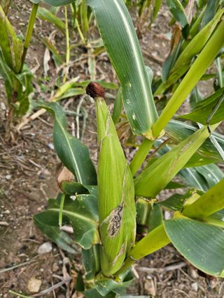 내츄럴팜 채명심님의 오늘 어떤 농작업하셨나요? · 참여글 작성글 사진