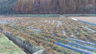 향촌님의 콩 · 자유게시판 작성글 사진