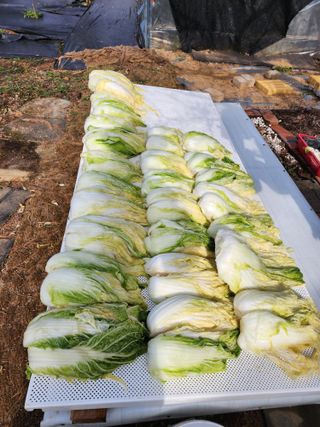 청송농장16987님의 배추 · 영농일지 작성글 사진