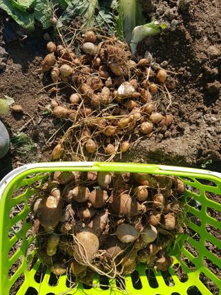 당근한개님의 기타작물 · 자유게시판 작성글 사진