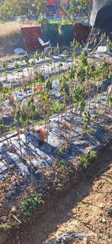 팜모닝 마늘·영농일지 게시글 이미지