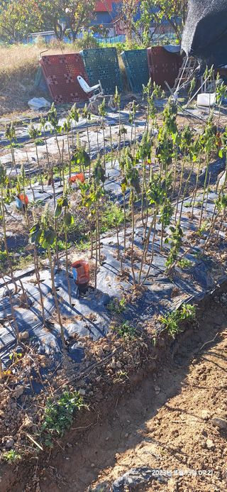 도시농부님의 마늘 · 영농일지 작성글 사진