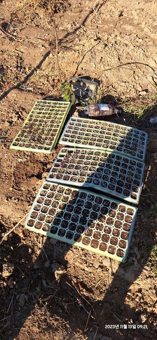 도시농부님의 마늘 · 영농일지 작성글 사진