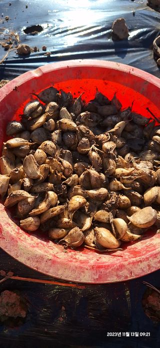 도시농부님의 마늘 · 영농일지 작성글 사진