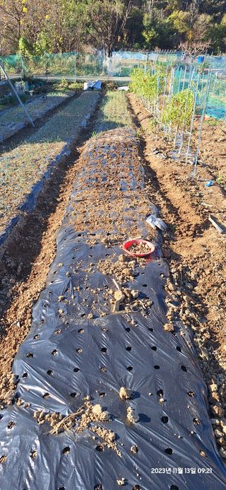 도시농부님의 마늘 · 영농일지 작성글 사진