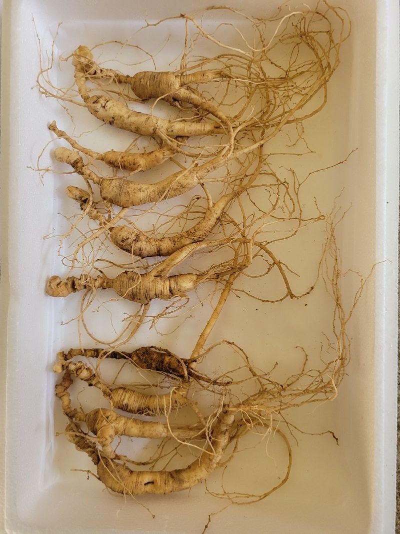 신재용님의 장터 판매 상품 [장뇌삼 할인판매 ] 첨부 사진