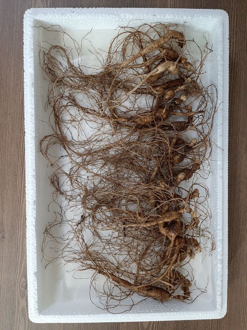 신재용님의 장터 판매 상품 [장뇌삼 할인판매 ] 첨부 사진