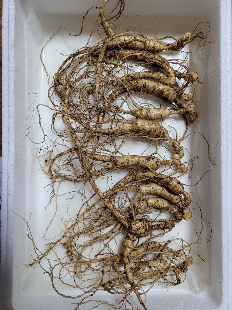 신재용님의 장터 판매 상품 [장뇌삼 할인판매 ] 첨부 사진