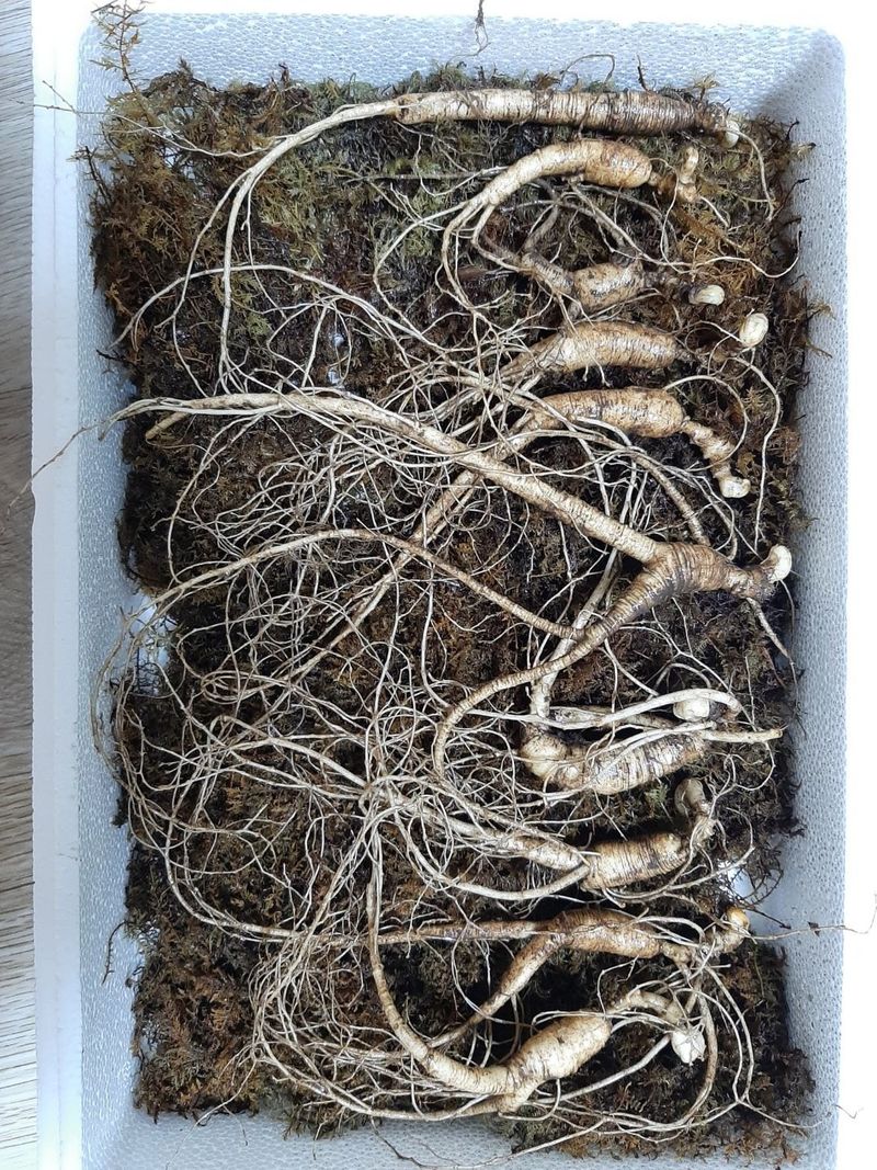 신재용님의 장터 판매 상품 [장뇌삼 할인판매 ] 첨부 사진