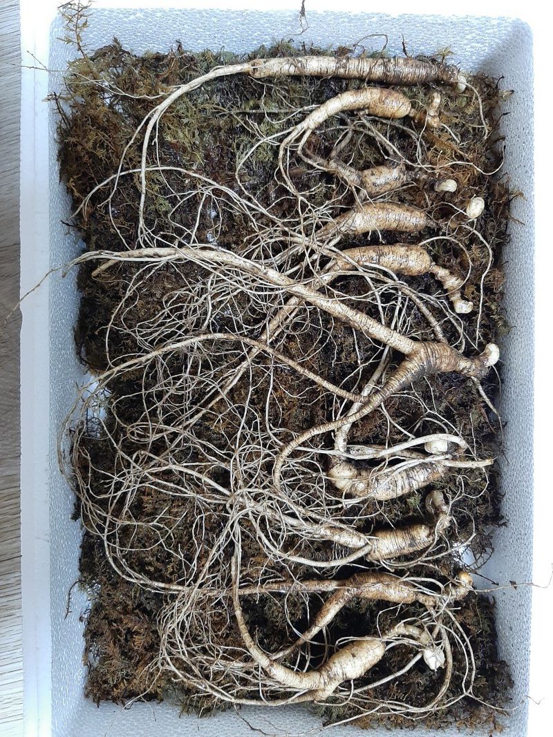 신재용님의 장터 판매 상품 [장뇌삼 할인판매 ] 첨부 사진