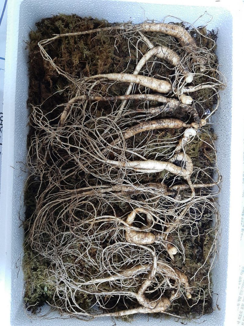 신재용님의 장터 판매 상품 [장뇌삼 할인판매 ] 첨부 사진