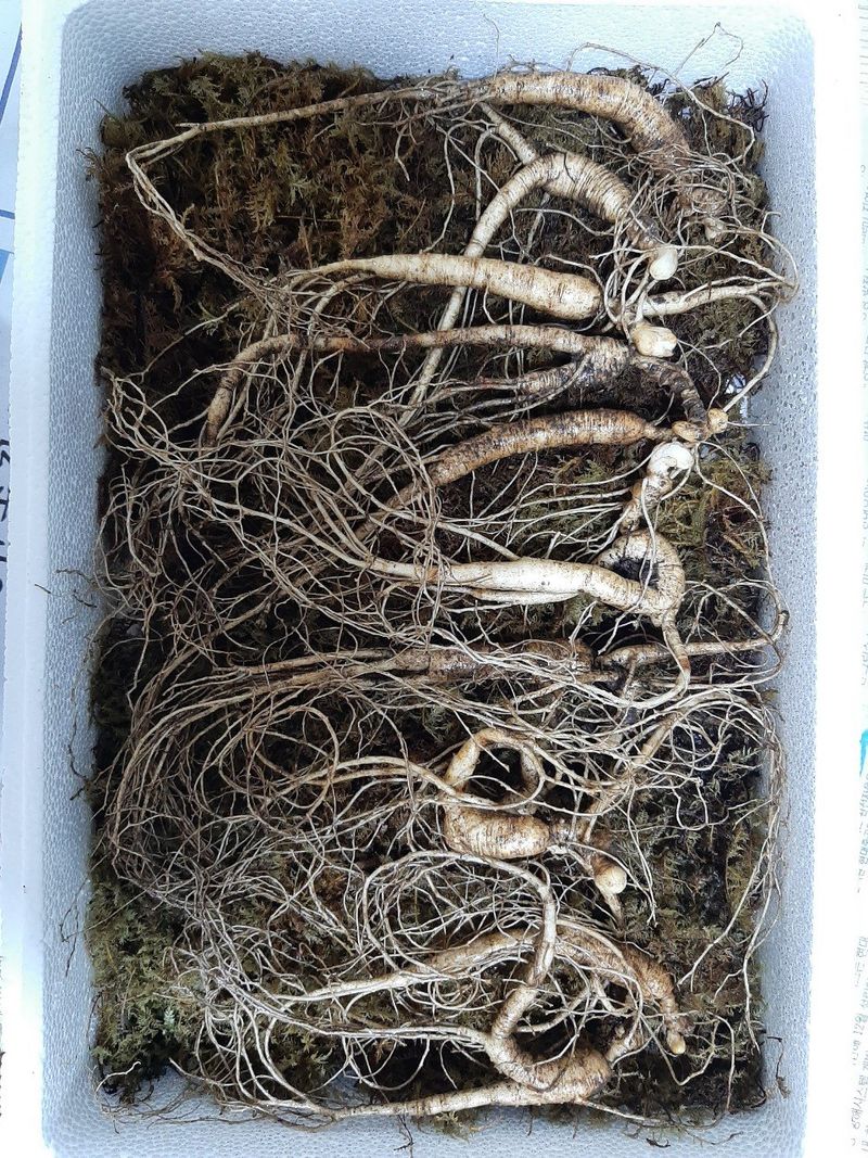 신재용님의 장터 판매 상품 [장뇌삼 할인판매 ] 첨부 사진