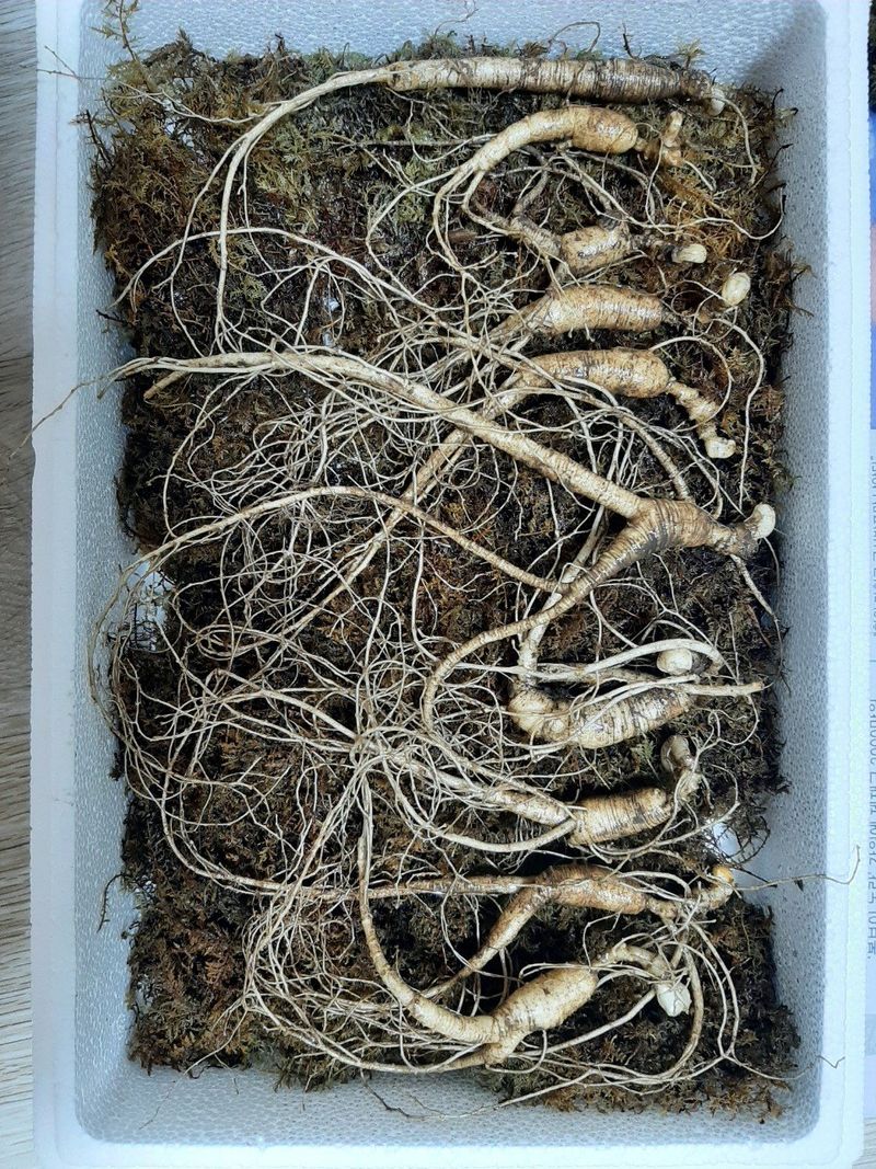 신재용님의 장터 판매 상품 [장뇌삼 할인판매 ] 첨부 사진