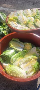 팜모닝 오늘 어떤 농작업하셨나요?·참여글 게시글 이미지