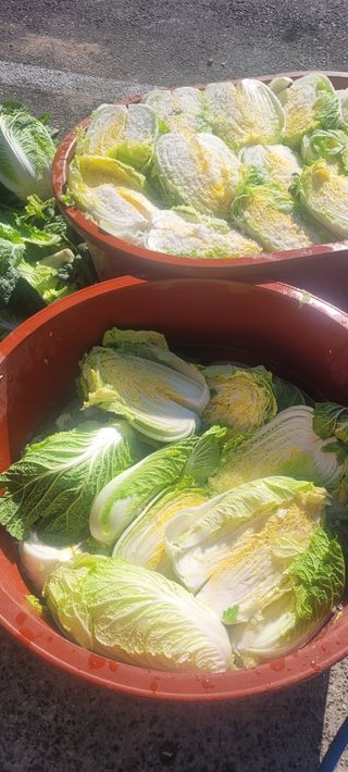 정명숙 님의 오늘 어떤 농작업하셨나요? · 참여글 작성글 사진