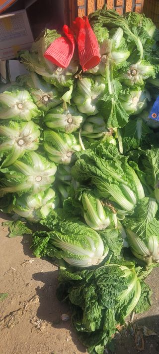 정명숙 님의 오늘 어떤 농작업하셨나요? · 참여글 작성글 사진