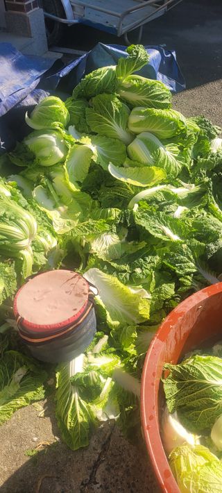 정명숙 님의 오늘 어떤 농작업하셨나요? · 참여글 작성글 사진