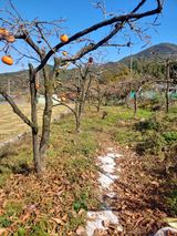 팜모닝 오늘 어떤 농작업하셨나요?·참여글 게시글 이미지